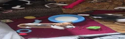 Mixed Breed dogs for sale: Jack Russell Puppies for Sale - Advert 11
