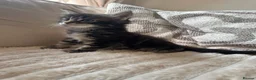 Ragcoon cats for sale: 8 gorgeous Mainecoon x ragdoll babies  - Advert 33