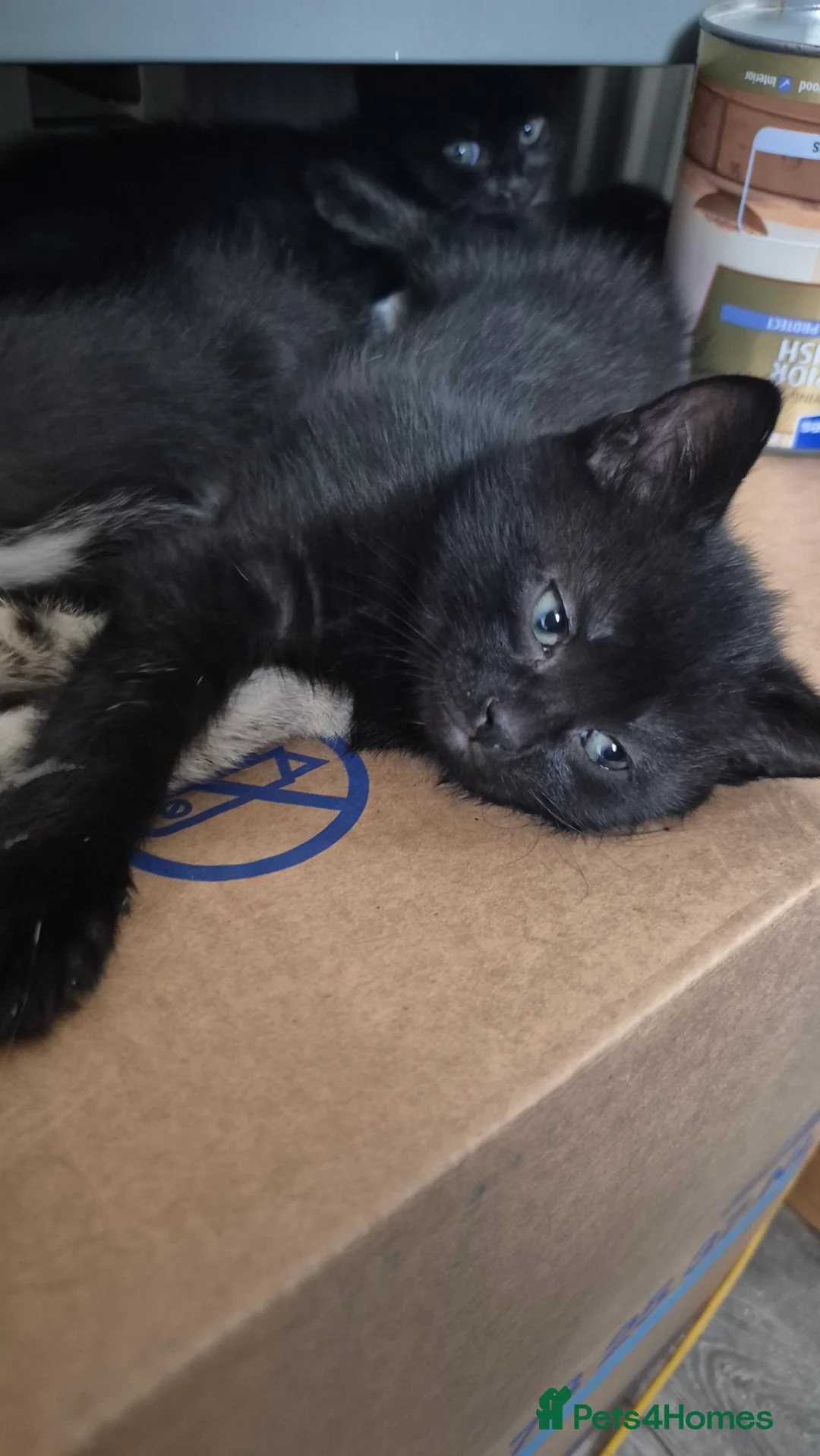 Scottish Fold cats for sale: ✨️5x Scottish Fold/Straight kittens READY TO GO ✨️ - Advert 3