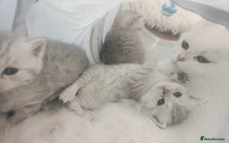 British Shorthair cats for sale: BRITISH SHORTHAIR CHAMPION BLOODLINE - Image 22