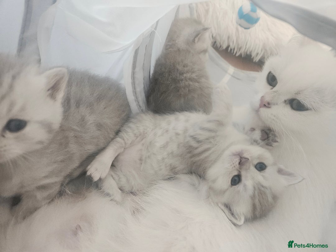 British Shorthair cats for sale: BRITISH SHORTHAIR CHAMPION BLOODLINE - Image 22