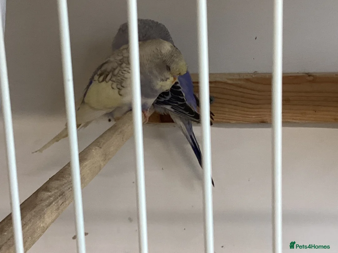 Budgerigars birds for sale: New baby budgies  - Advert 13