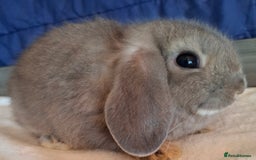 Mini Lop rabbits for sale: Mini lops - Image 4