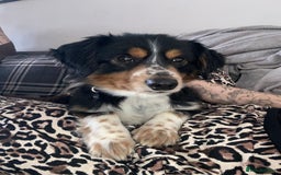 Mixed Breed dogs for sale: Small breed Father and son  - Advert 2