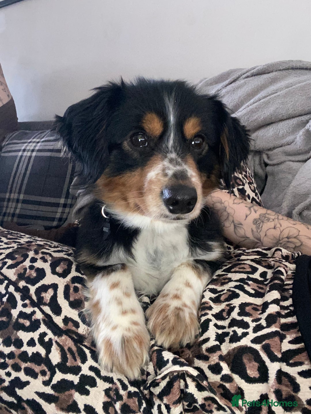 Mixed Breed dogs for sale: Small breed Father and son  - Advert 2