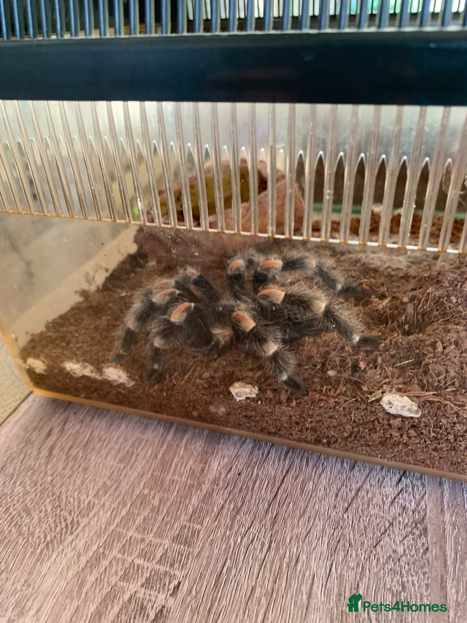 Tarantulas invertebrates Tarantulas for sale with set ups - Advert 1