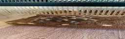 Tarantulas invertebrates for sale: Tarantulas for sale with set ups - Advert 1