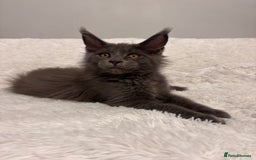 Maine Coon cats for sale: ✨7 Pure Bred Maine Coon Kittens✨ - Image 4