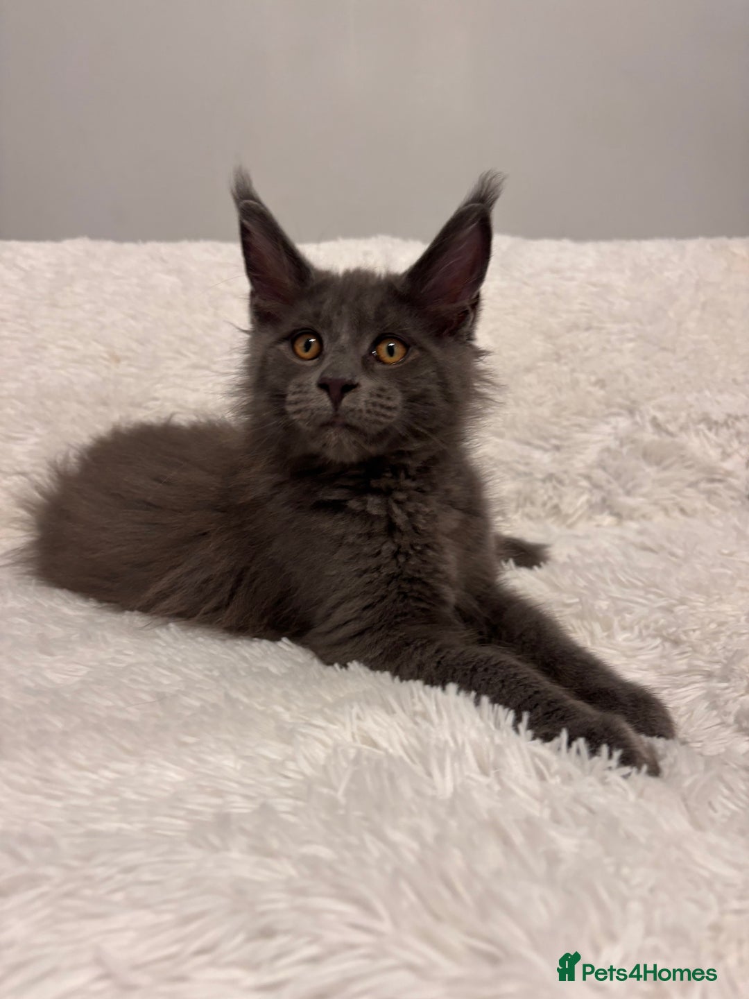 Maine Coon cats for sale: ✨7 Pure Bred Maine Coon Kittens✨ - Image 4