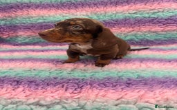 Miniature Dachshund dogs for sale: Miniature Dachshund Boys and Girls From £700 - Image 8