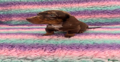 Miniature Dachshund dogs - Advert 6