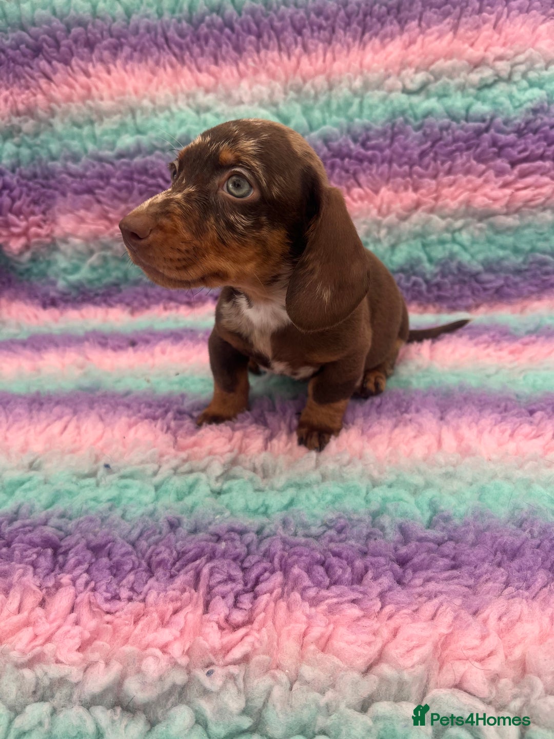 Miniature Dachshund dogs for sale: Miniature Dachshund Boys and Girls From £700 - Image 8