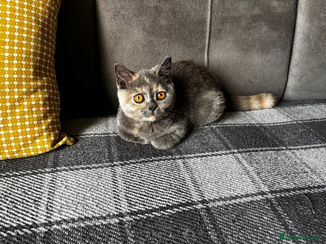 British Shorthair cats for sale: Adorable kittens READY NOW in Wakefield - Image 22