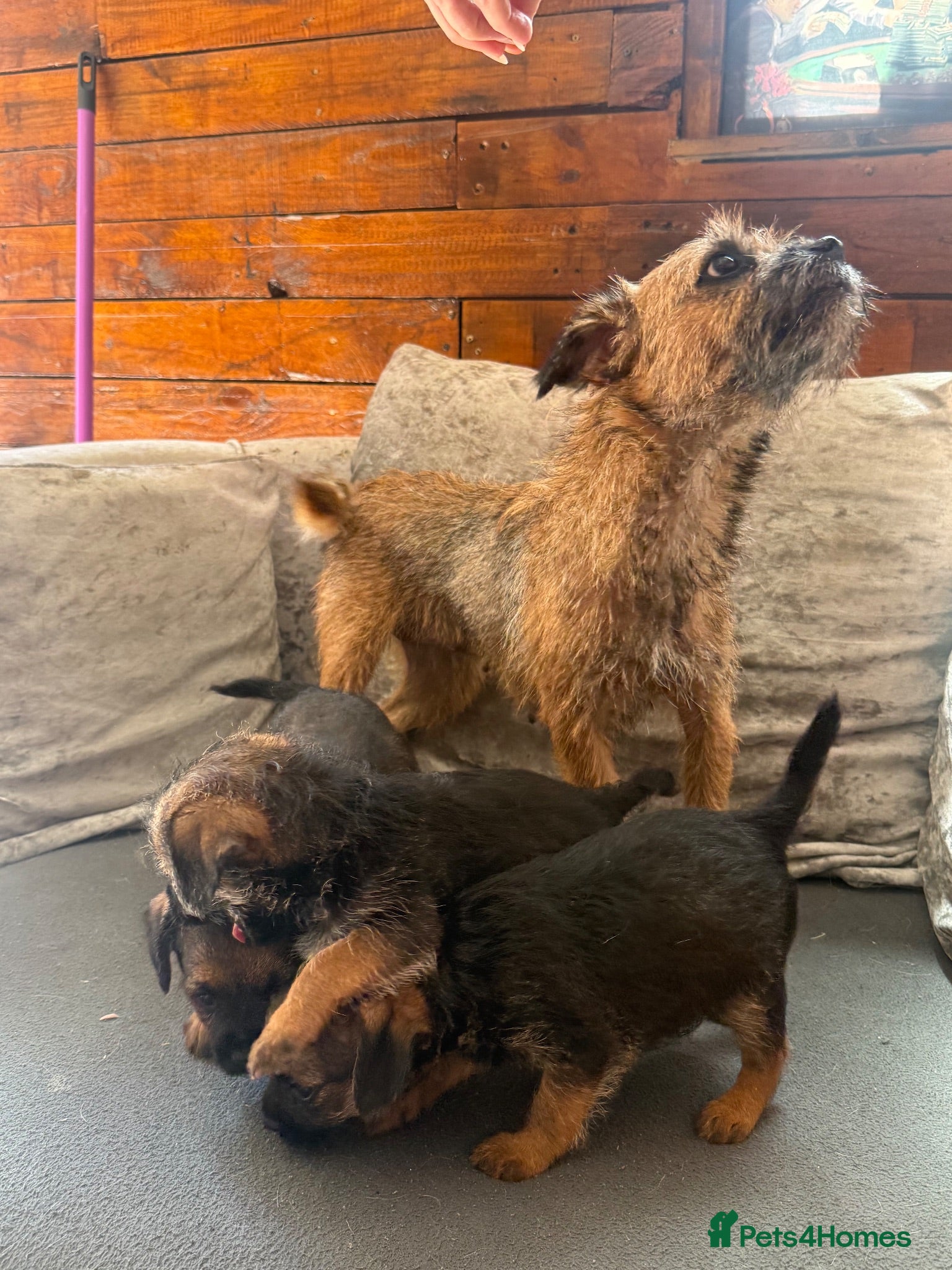 Border Terrier dogs 3 Border Terrier puppies 8 weeks old  - Advert 13
