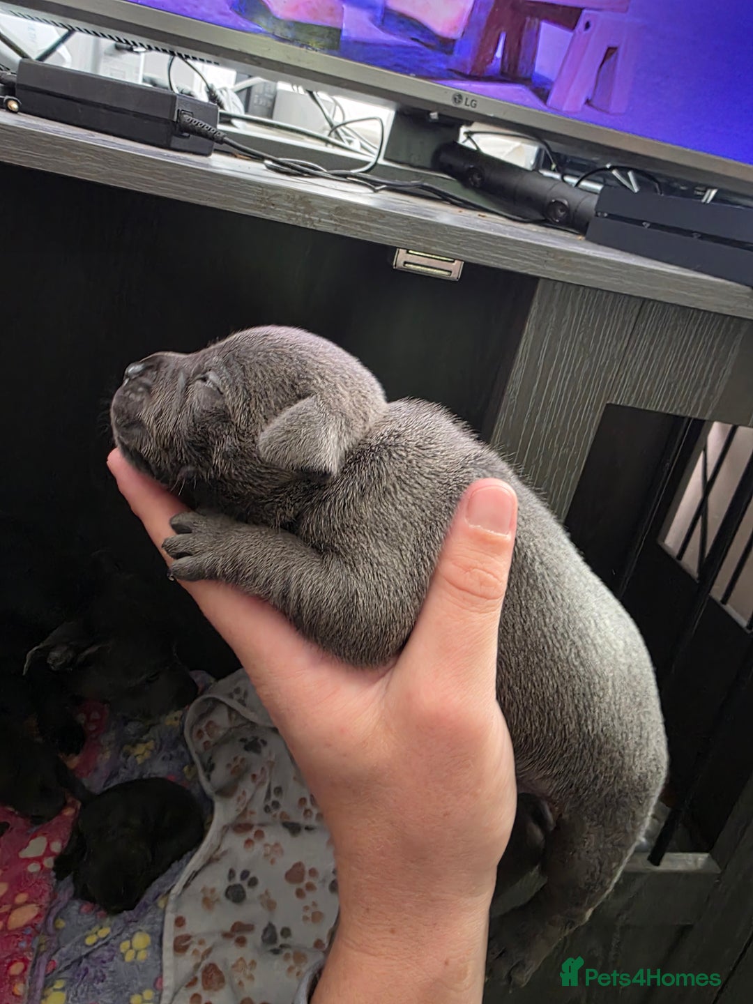 Staffordshire Bull Terrier dogs for sale: Kc blue staffordshire bull terrier puppies  - Image 9