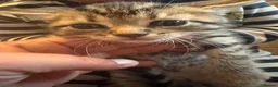 Mixed Breed cats for sale: 4 Beautiful kittens for sale  - Advert 4