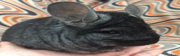Chinchilla rodents for sale: Variety of chinchillas babys and adults - Advert 40