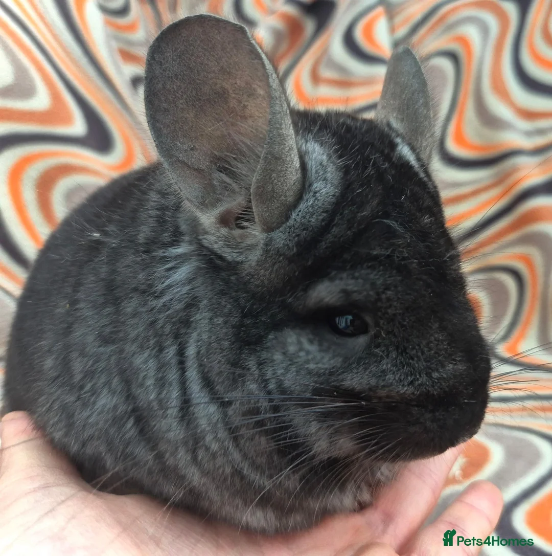 Chinchilla rodents for sale: Variety of chinchillas babys and adults - Advert 40