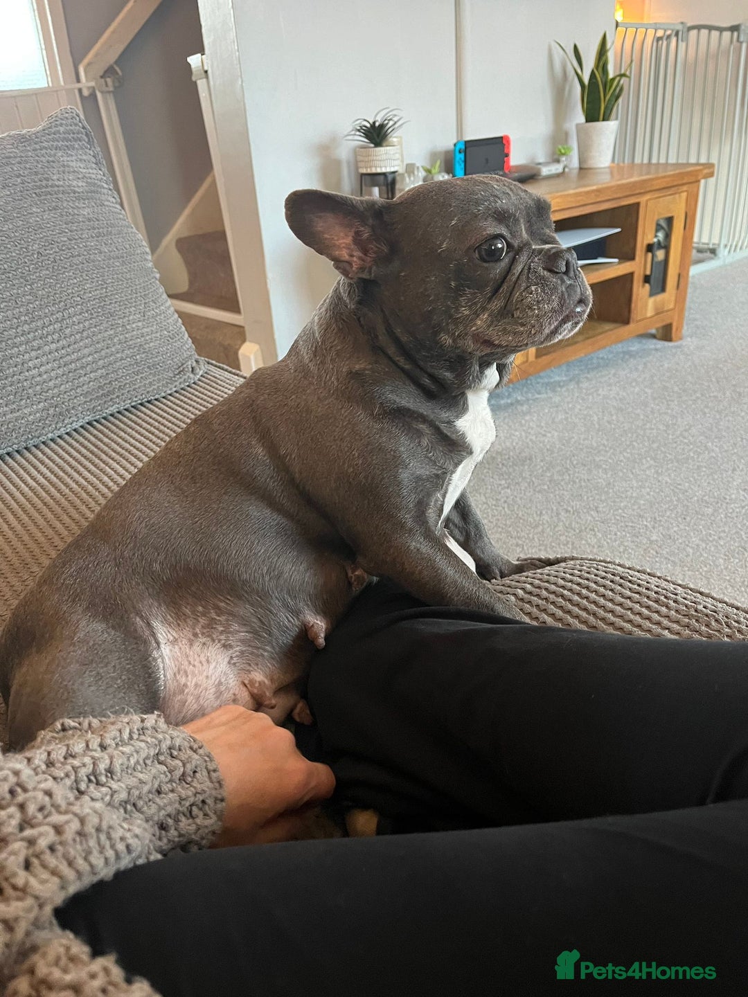 French Bulldog dogs for sale: Blue brindle French bulldog pup - Image 6
