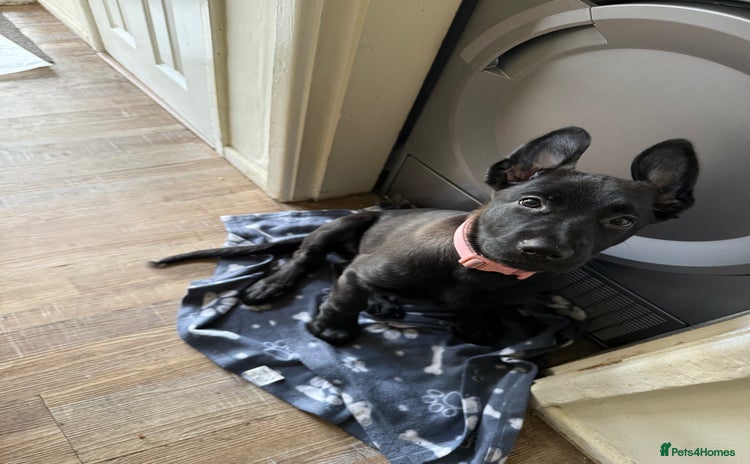 Mixed Breed dogs - Advert 1