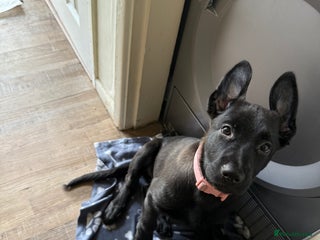 Mixed Breed dogs - Advert 1