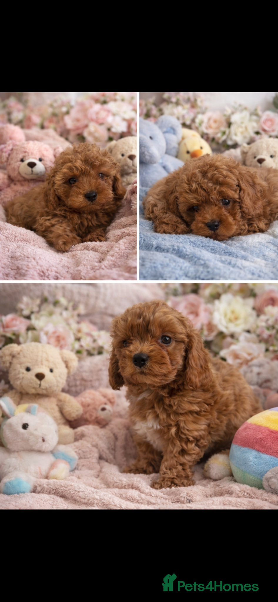 Cavapoo dogs Beautiful red F1b Cavapoo puppies 🐶  - Advert 2