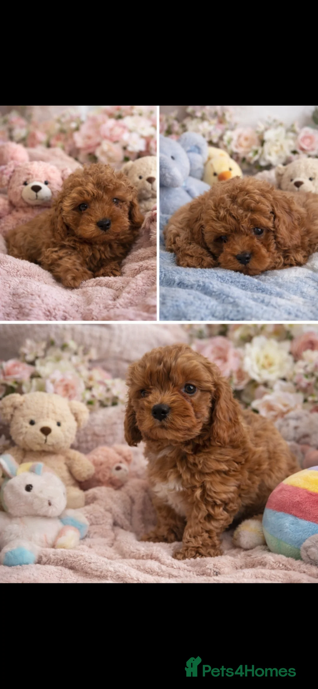Cavapoo dogs for sale: Beautiful red F1b Cavapoo puppies 🐶 READY NOW - Advert 2