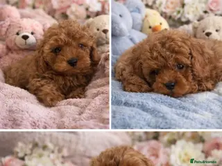 Cavapoo dogs Beautiful red F1b Cavapoo puppies 🐶 - Advert 2