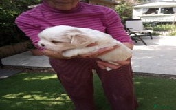 Lhasa Apso dogs for sale: LHASA APSO PUPPIES - Image 4
