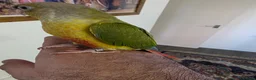 Parrots birds for sale: 2 Green Cheek Conures for sale  in Hampton - Advert 2