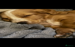 Cocker Spaniel dogs for sale: KC Registered Cocker Spaniels  - Image 12