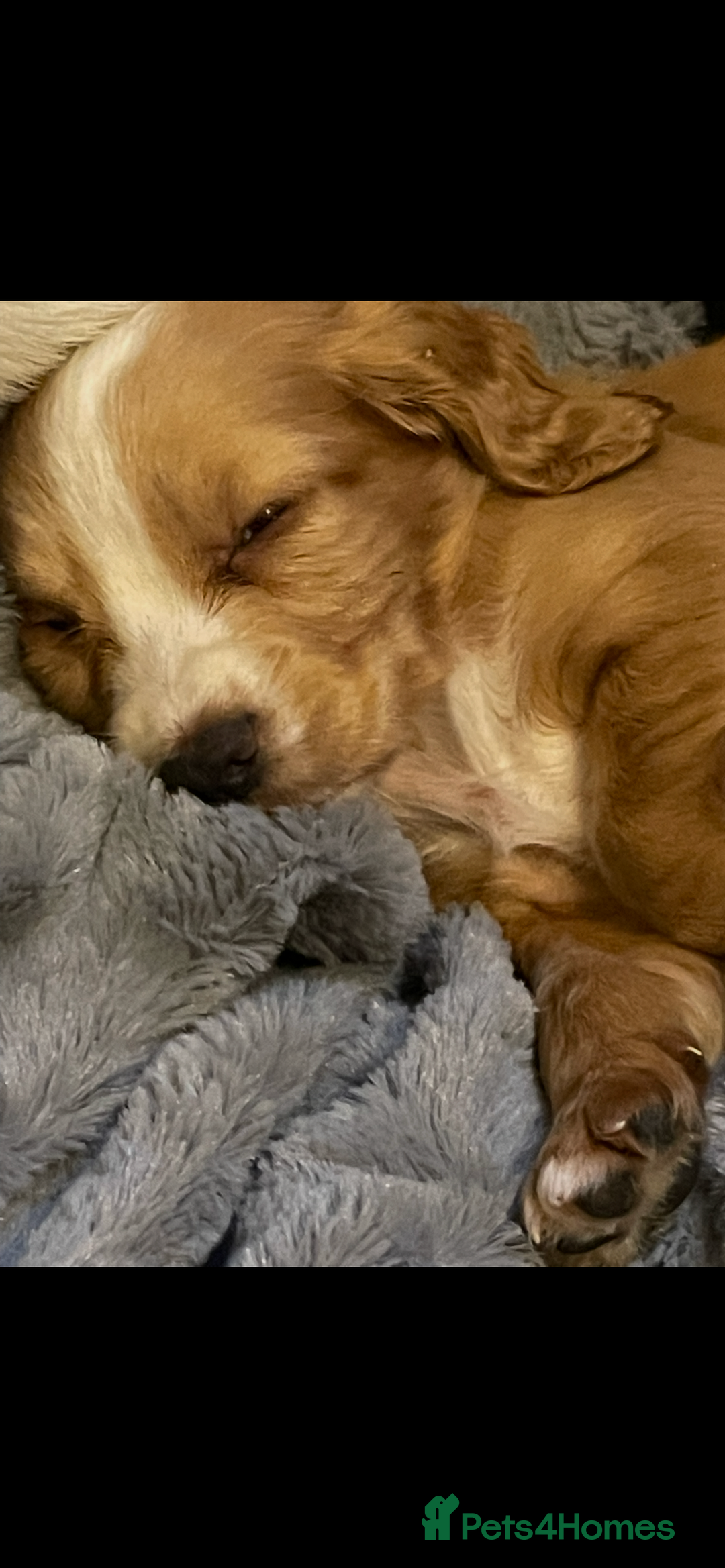 Cocker Spaniel dogs for sale: KC Registered Cocker Spaniels  - Image 12