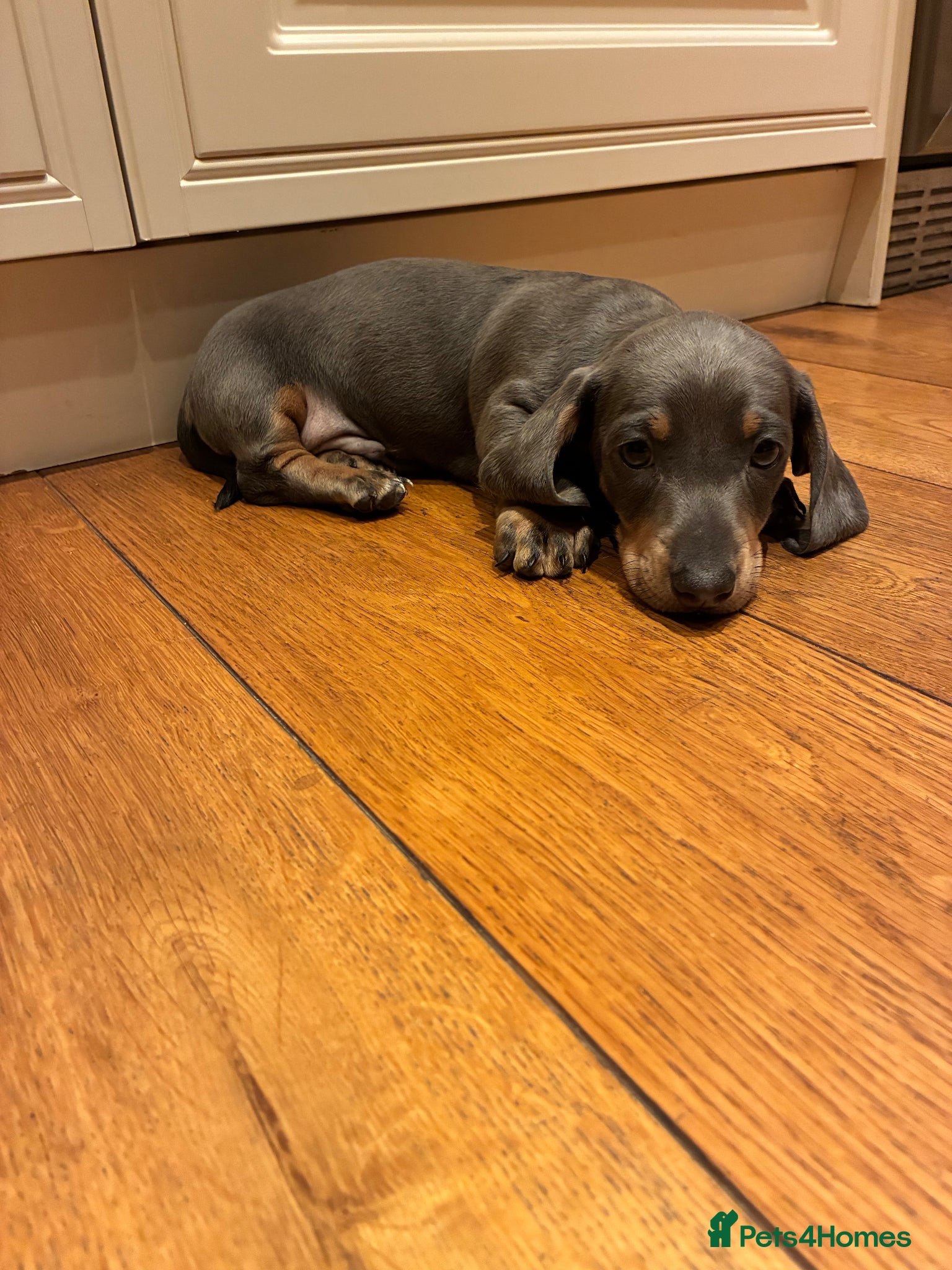 Miniature Dachshund dogs Magnificent dachshund puppies for sale  - Advert 5