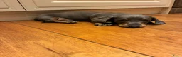 Miniature Dachshund dogs for sale: Magnificent dachshund puppies for sale  - Advert 4