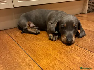 Miniature Dachshund dogs Magnificent dachshund puppies for sale - Advert 5