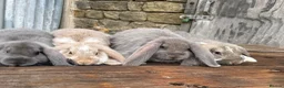 French Lop rabbits for sale: Stunning xl French lops  - Advert 26