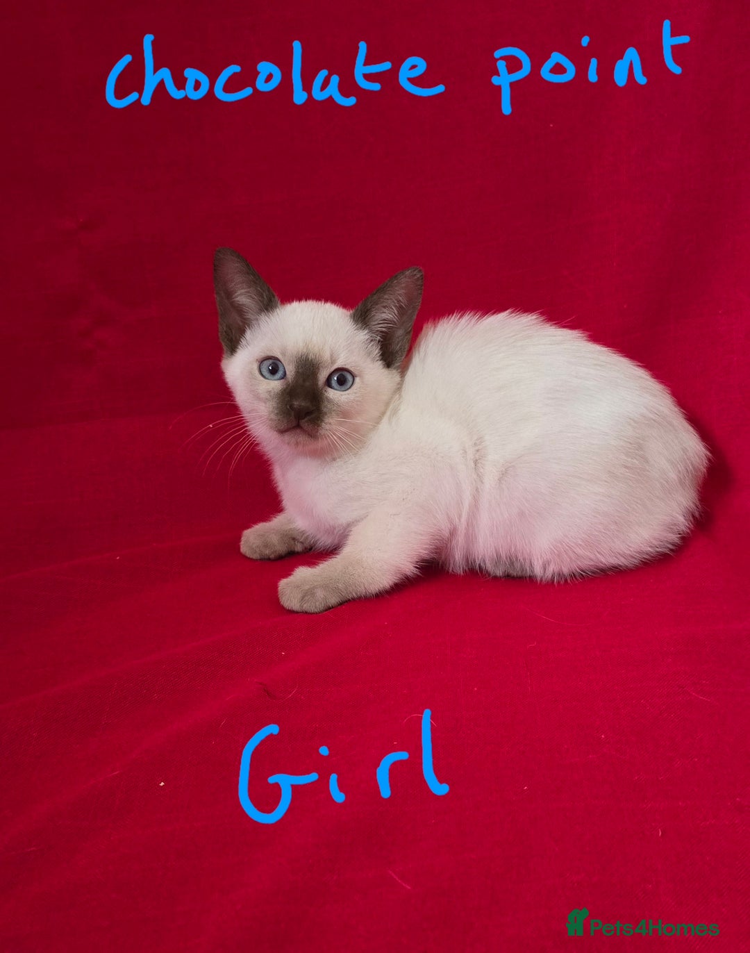 Siamese cats for sale: Beautiful Traditional Siamese Kittens  - Advert 6