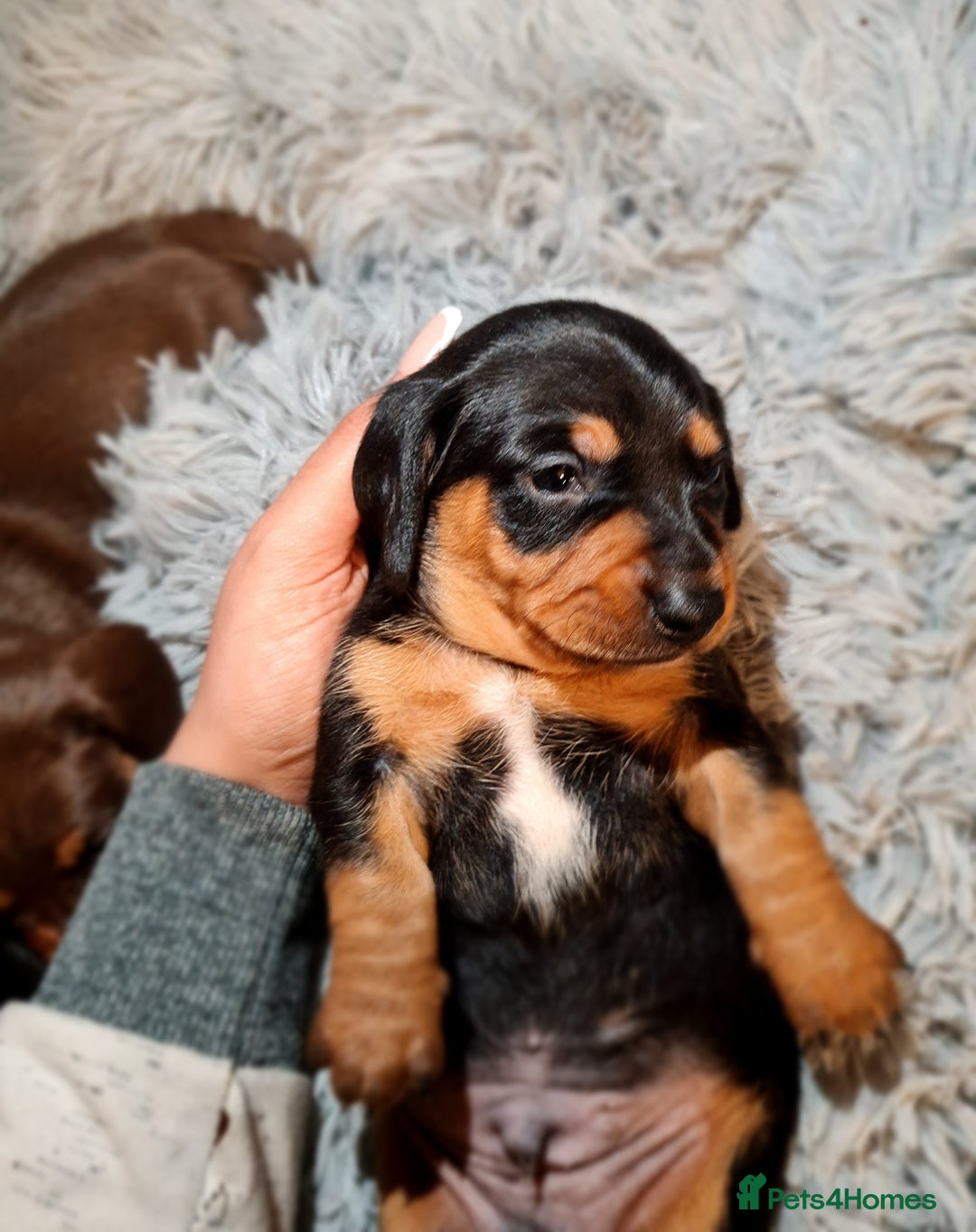 Miniature Dachshund dogs for sale: Extra miniature daschunds baby 🩷 - Advert 18