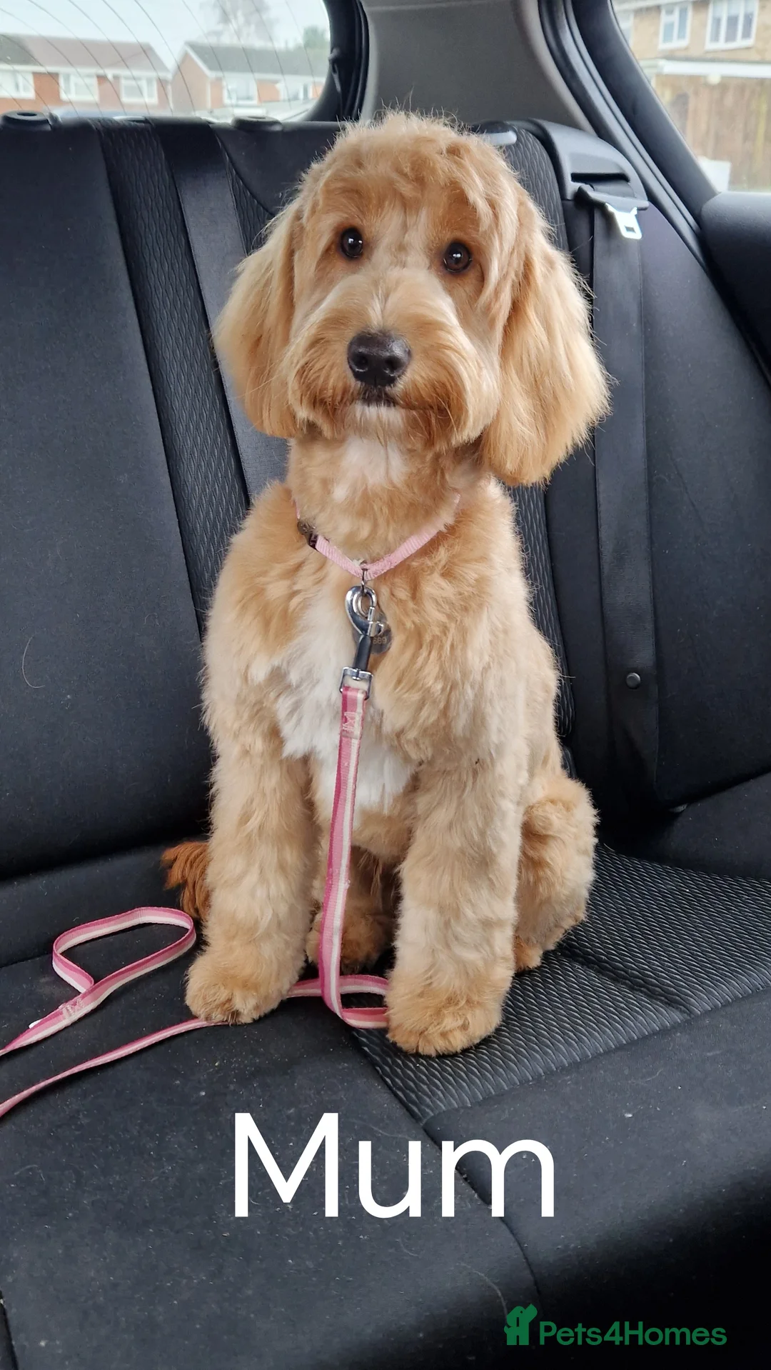Cockapoo dogs for sale: 8 Beautiful Cockapoo Puppies - Advert 7