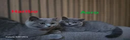 British Shorthair cats for sale: Beautiful GCCF BSH Kittens – Loving Forever Homes - Advert 7