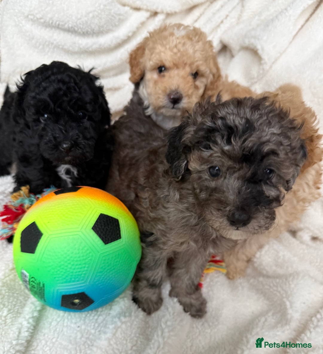 Toy Poodle dogs for sale: Adorable Toy Poodle Puppies READY TO GO! - Advert 8
