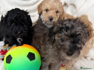 Toy Poodle dogs Adorable Toy Poodle Puppies - Advert 4