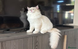 Ragdoll cats for sale: TICA DNA tested 5 Gen Pedigree  - Image 19