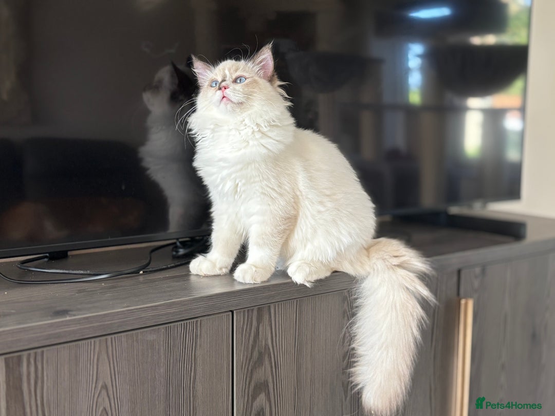 Ragdoll cats for sale: TICA DNA tested 5 Gen Pedigree  - Image 19