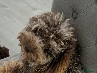 Toy Poodle dogs Cockapoo stud chocolate merle - Advert 12