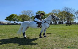 English Warmblood horses for sale: 16hh Schoolmistress  - Image 31