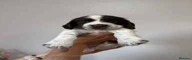 Cocker Spaniel 3