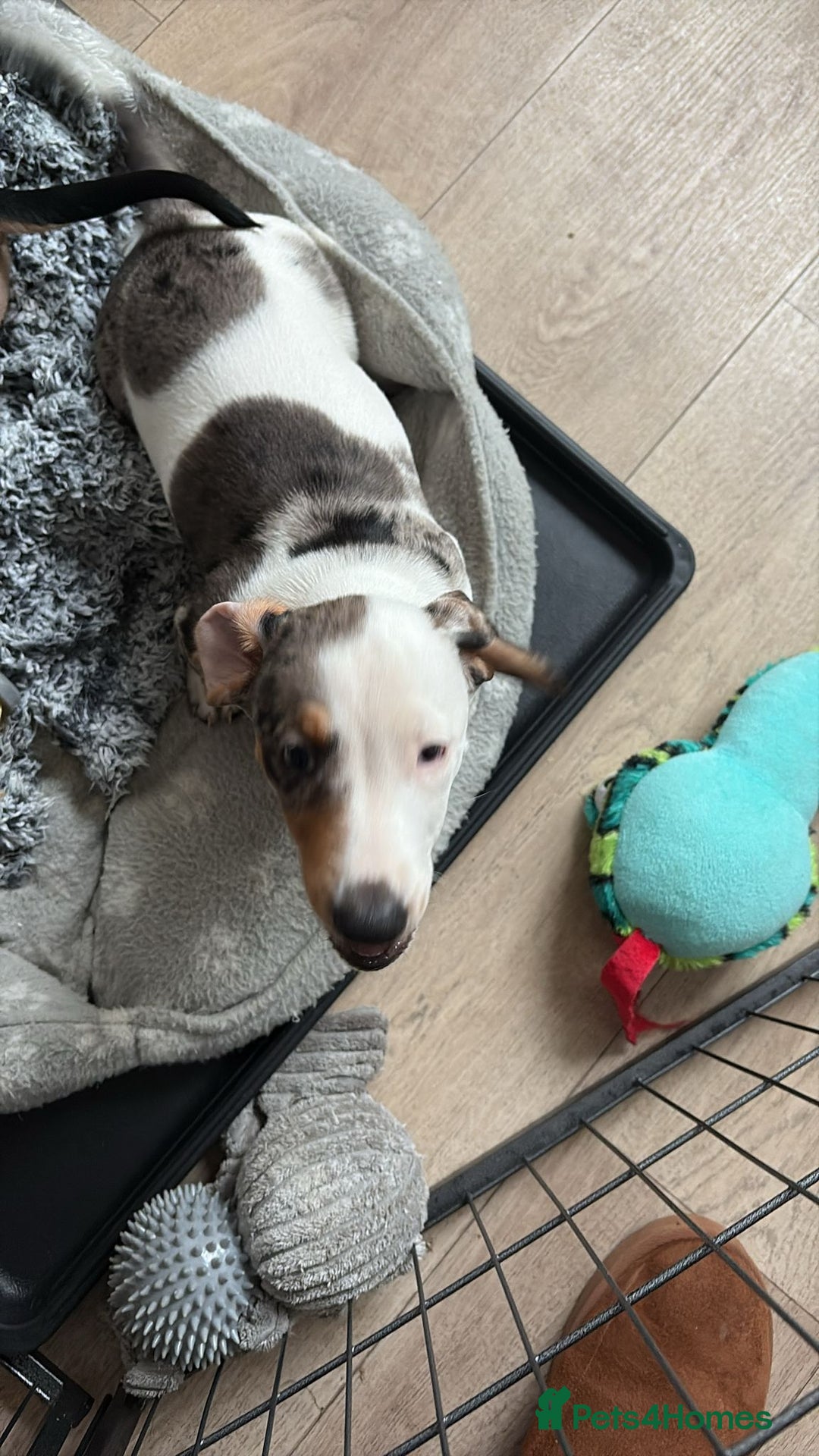 Miniature Dachshund dogs for sale: miniature dachshund - Advert 24