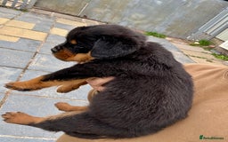 Rottweiler dogs for sale: 5-Generation Champion Line KC Rottweiler Puppies - Image 3