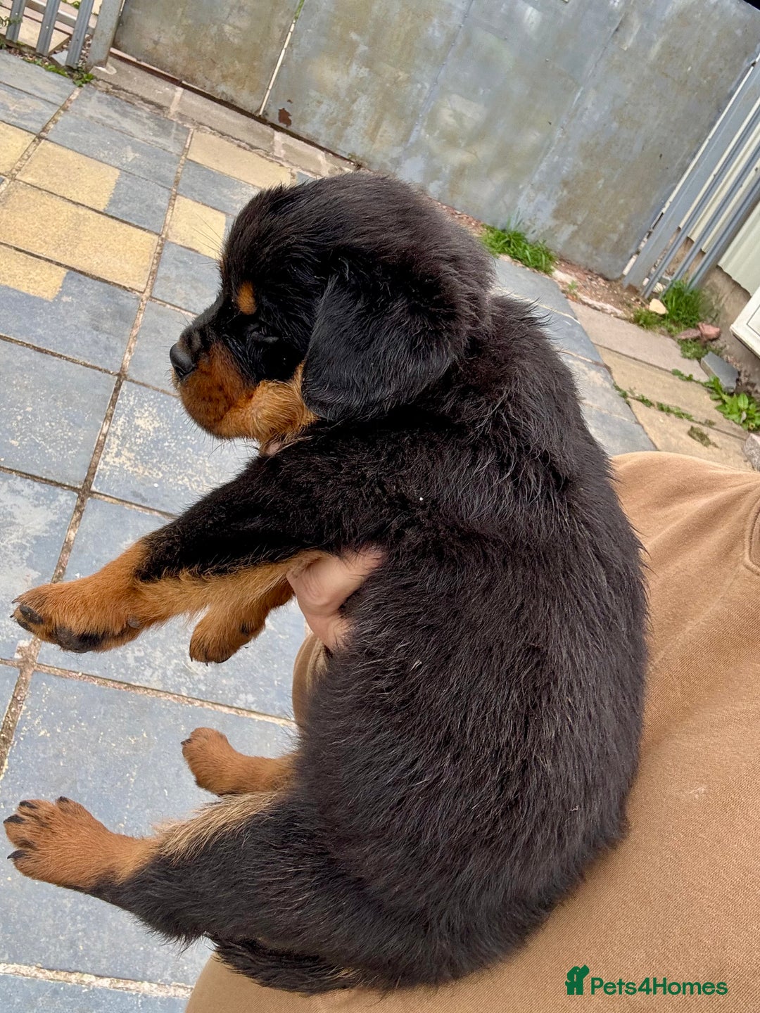Rottweiler dogs for sale: 5-Generation Champion Line KC Rottweiler Puppies - Image 3